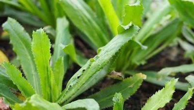 mo-hinh-trong-ngo-gai-sinh-hoc-giai-phap-ben-vung-tu-nam-phuong-eco-solutions-1