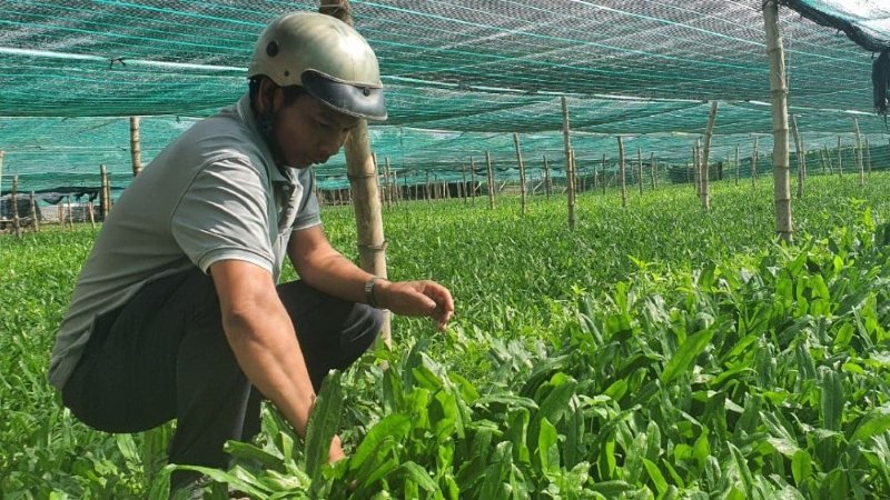 mo-hinh-trong-ngo-gai-sinh-hoc-giai-phap-ben-vung-tu-nam-phuong-eco-solutions-2