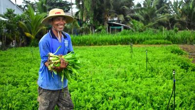 phan-tich-chi-phi-phan-bon-cho-1-cong-trong-ngo-gai-1