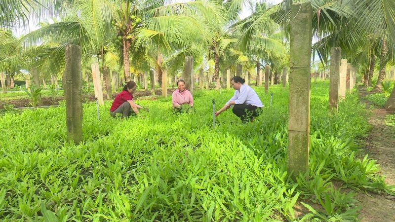 phan-tich-chi-phi-phan-bon-cho-1-cong-trong-ngo-gai-3