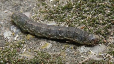 phan-tich-chi-phi-thuoc-tru-sau-va-phong-benh-cho-1-cong-ngo-gai-1