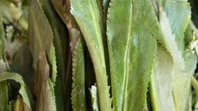 phan-tich-chi-phi-thuoc-tru-sau-va-phong-benh-cho-1-cong-ngo-gai-3