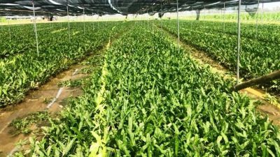 phan-tich-chi-phi-thuoc-tru-sau-va-phong-benh-cho-1-cong-ngo-gai-4