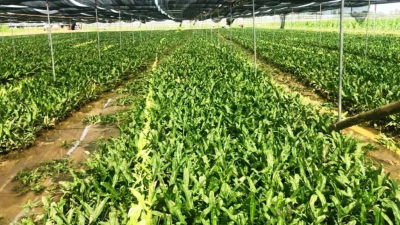 phan-tich-chi-phi-thuoc-tru-sau-va-phong-benh-cho-1-cong-ngo-gai-4