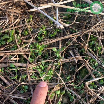 mo-hinh-trong-ngo-gai-sach-1-500m²-tai-an-giang-sau-sa-22-ngay-6