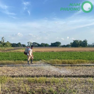 mo-hinh-trong-ngo-gai-sach-1-500m²-tai-an-giang-sau-sa-22-ngay-3