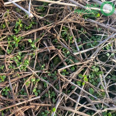 mo-hinh-trong-ngo-gai-sach-1-500m²-tai-an-giang-sau-sa-22-ngay-5