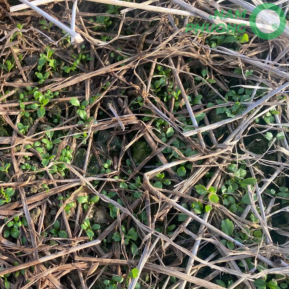 mo-hinh-trong-ngo-gai-sach-1-500m²-tai-an-giang-sau-sa-22-ngay-5