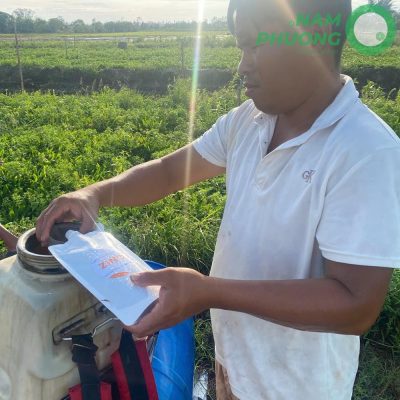 mo-hinh-trong-ngo-gai-sach-1-500m²-tai-an-giang-sau-sa-22-ngay-2