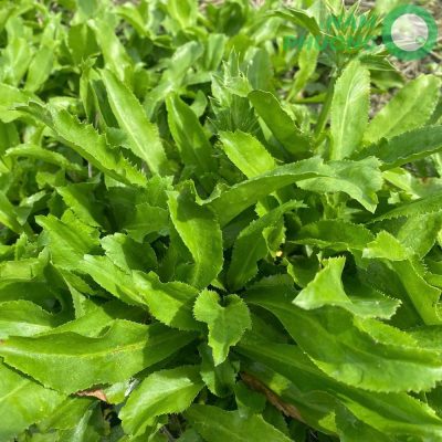 mo-hinh-trong-ngo-gai-sach-buoc-qua-ngay-60-sau-gieo-hat-1