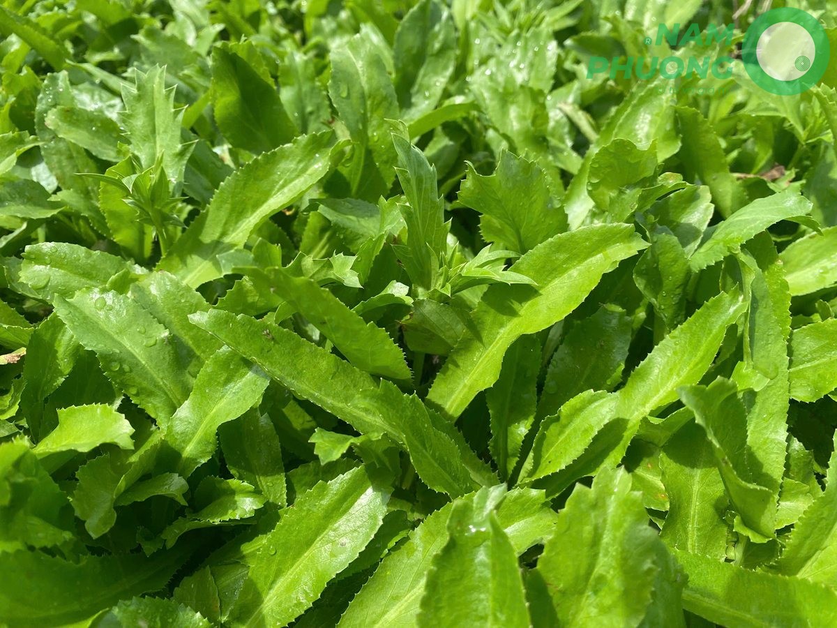 mo-hinh-trong-ngo-gai-sach-buoc-qua-ngay-60-sau-gieo-hat-2