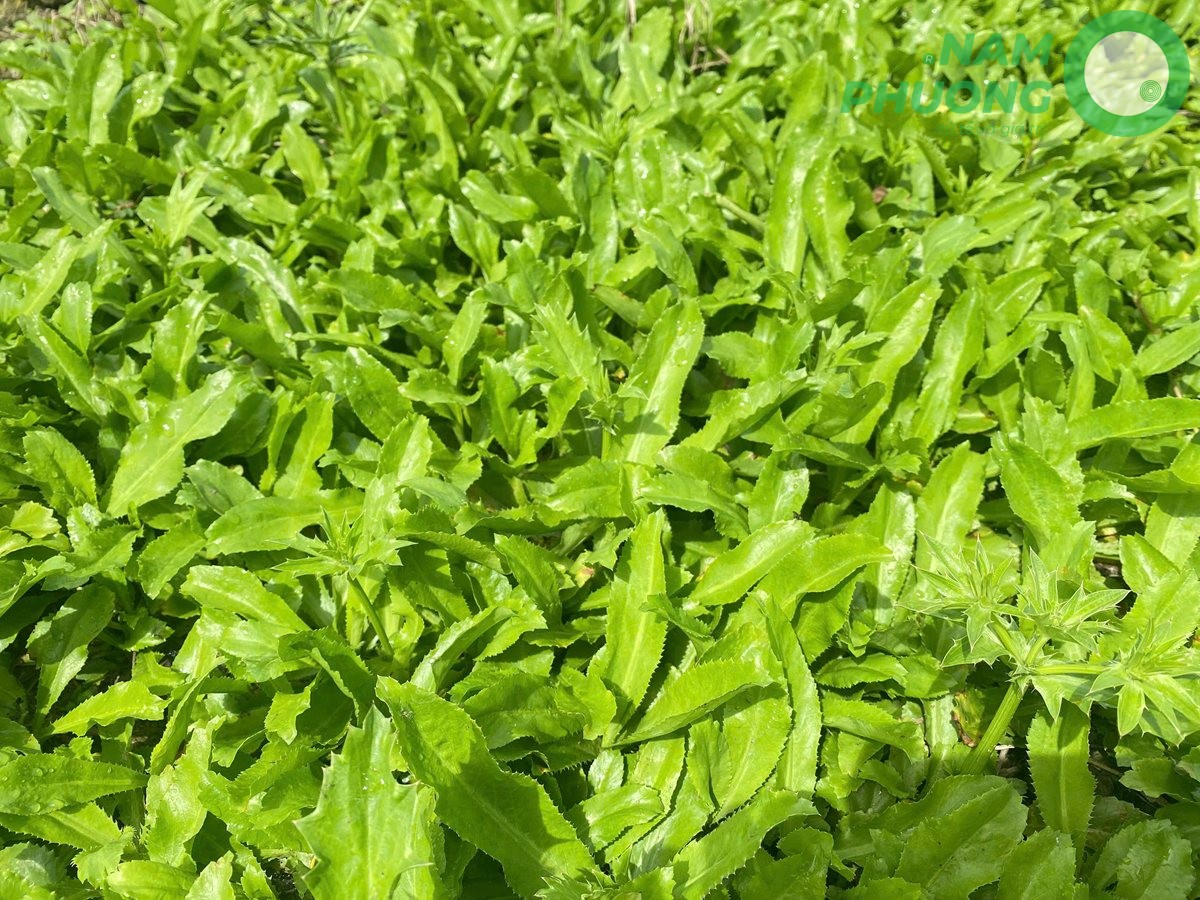 mo-hinh-trong-ngo-gai-sach-buoc-qua-ngay-60-sau-gieo-hat-3