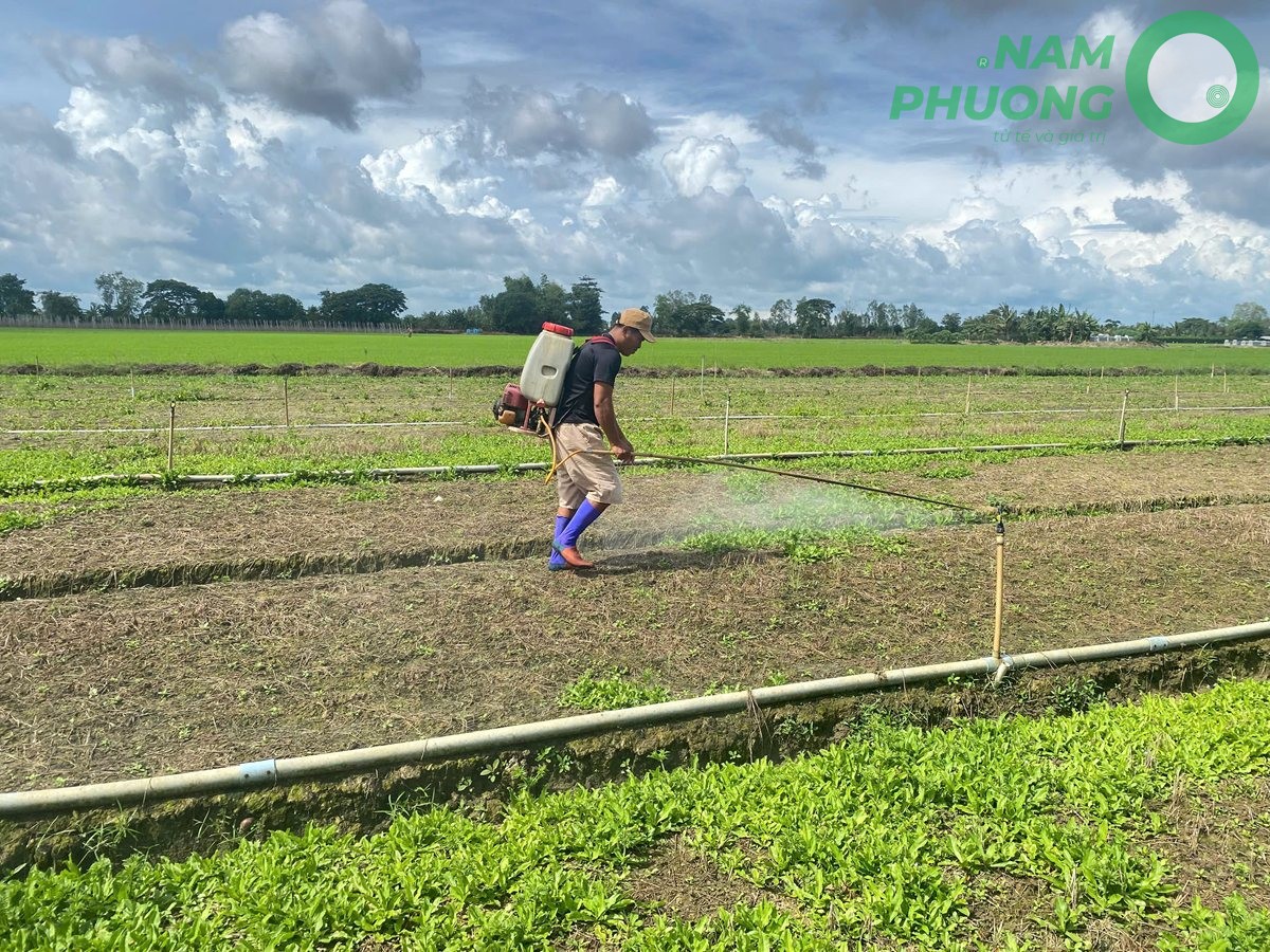 mo-hinh-trong-ngo-gai-sach-buoc-qua-ngay-60-sau-gieo-hat-4