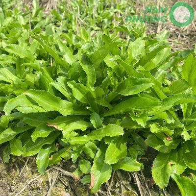 mo-hinh-trong-ngo-gai-sach-buoc-qua-ngay-60-sau-gieo-hat-5