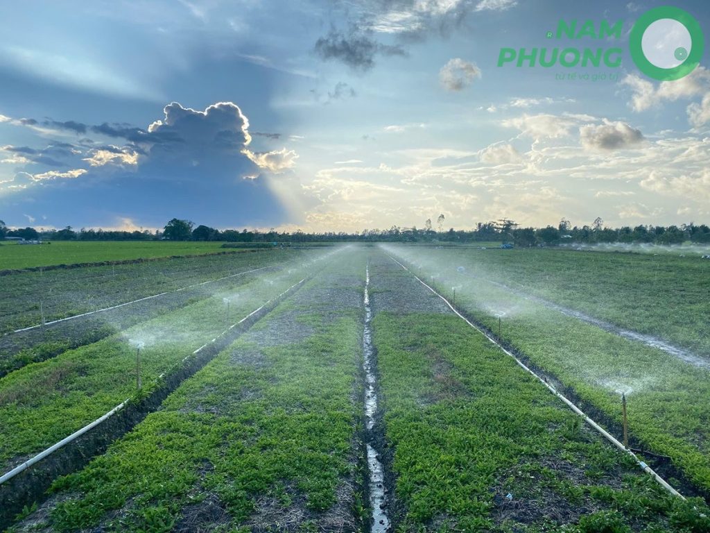 mo-hinh-trong-ngo-gai-sach-buoc-qua-ngay-60-sau-gieo-hat-6