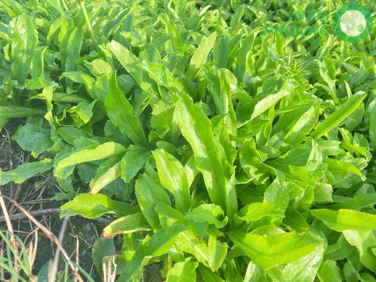 giai-doan-64-ngay-sau-gieo-cua-mo-hinh-trong-ngo-gai-sach-1-500m2-1