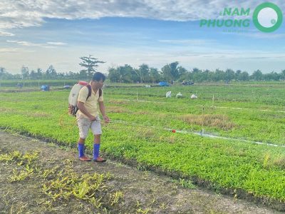 giai-doan-64-ngay-sau-gieo-cua-mo-hinh-trong-ngo-gai-sach-1-500m2-2