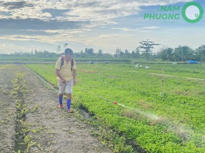 giai-doan-64-ngay-sau-gieo-cua-mo-hinh-trong-ngo-gai-sach-1-500m2-3