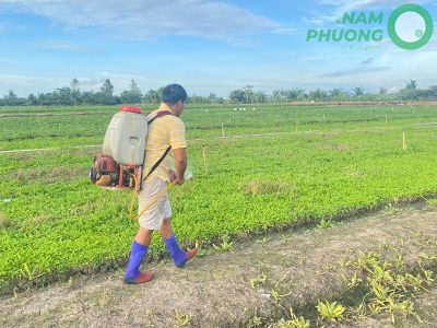 giai-doan-64-ngay-sau-gieo-cua-mo-hinh-trong-ngo-gai-sach-1-500m2-5