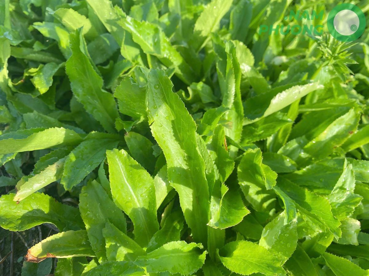 giai-doan-64-ngay-sau-gieo-cua-mo-hinh-trong-ngo-gai-sach-1-500m2-6