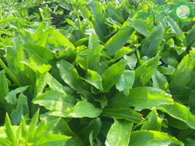 giai-doan-64-ngay-sau-gieo-cua-mo-hinh-trong-ngo-gai-sach-1-500m2giai-doan-64-ngay-sau-gieo-cua-mo-hinh-trong-ngo-gai-sach-1-500m2-7