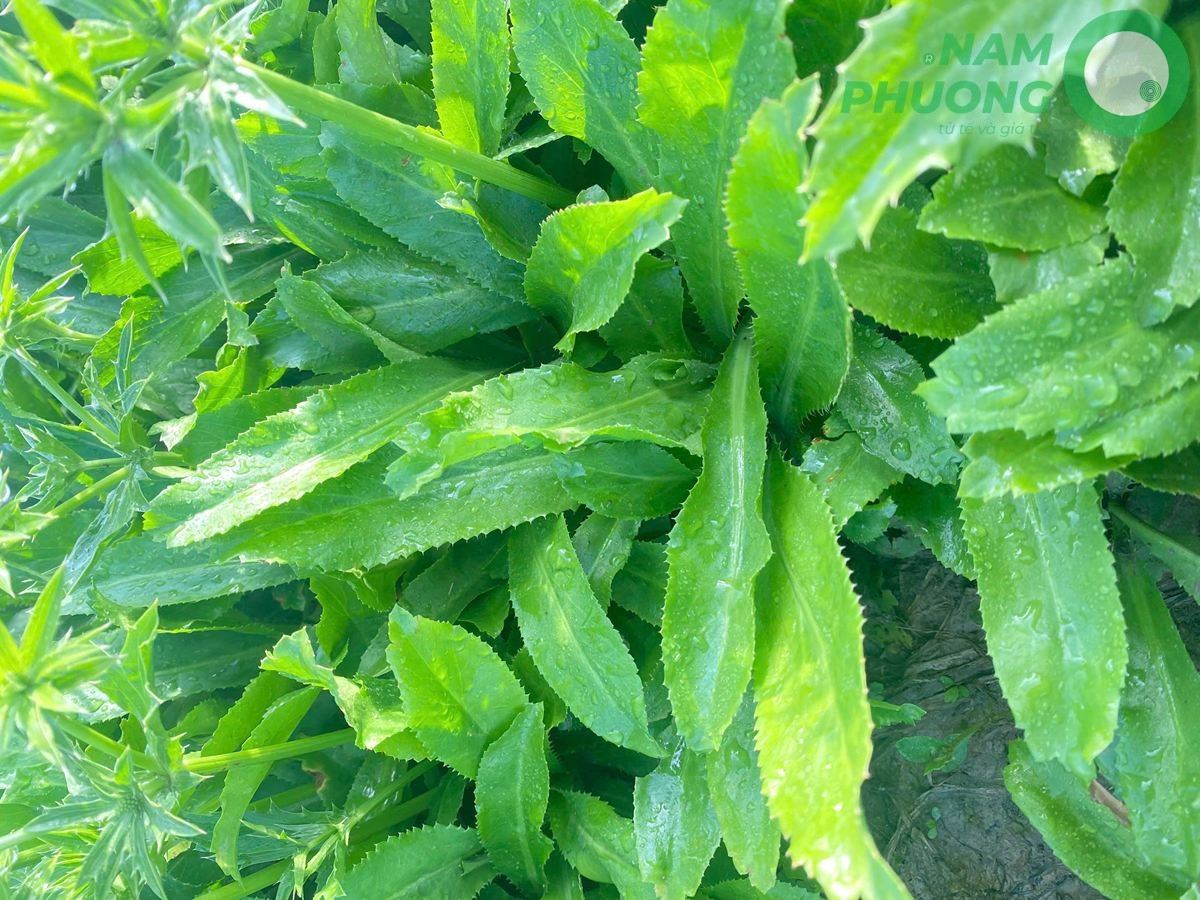 giai-doan-64-ngay-sau-gieo-cua-mo-hinh-trong-ngo-gai-sach-1-500m2-8