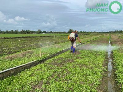 mo-hinh-trong-ngo-gai-sinh-hoc-1-500m2-sau-54-ngay-gieo-hat