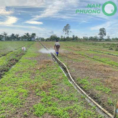 mo-hinh-trong-sinh-hoc-1-500m2-giai-doan-sau-45-ngay-gieo-hat-2