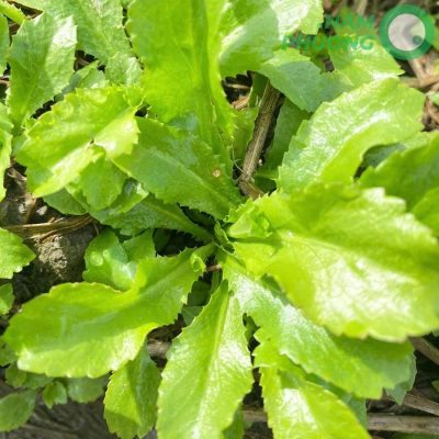 mo-hinh-trong-sinh-hoc-1-500m2-giai-doan-sau-45-ngay-gieo-hat-3