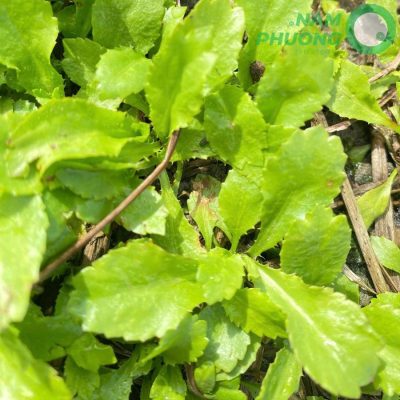 mo-hinh-trong-sinh-hoc-1-500m2-giai-doan-sau-45-ngay-gieo-hat-4