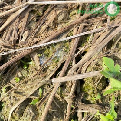 mo-hinh-trong-sinh-hoc-1-500m2-giai-doan-sau-45-ngay-gieo-hat-7