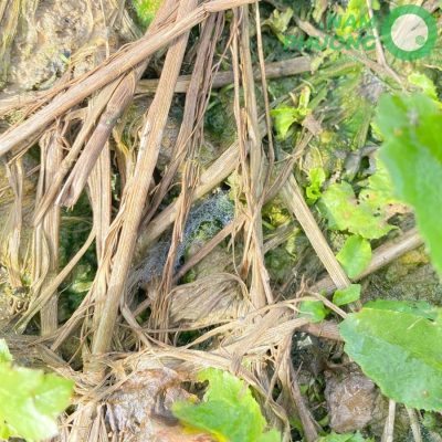 mo-hinh-trong-sinh-hoc-1-500m2-giai-doan-sau-45-ngay-gieo-hat-8