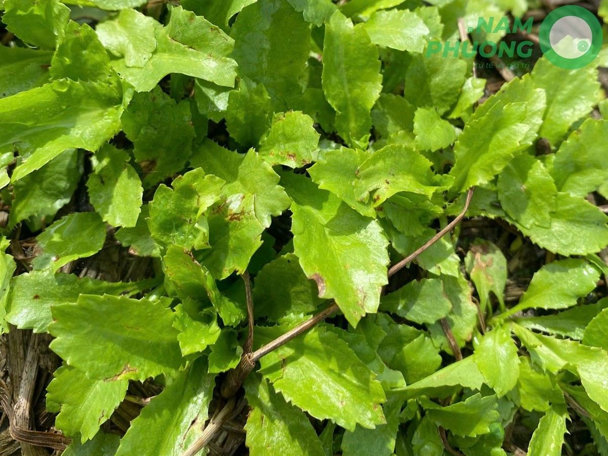 mo-hinh-trong-sinh-hoc-1-500m2-giai-doan-sau-45-ngay-gieo-hat