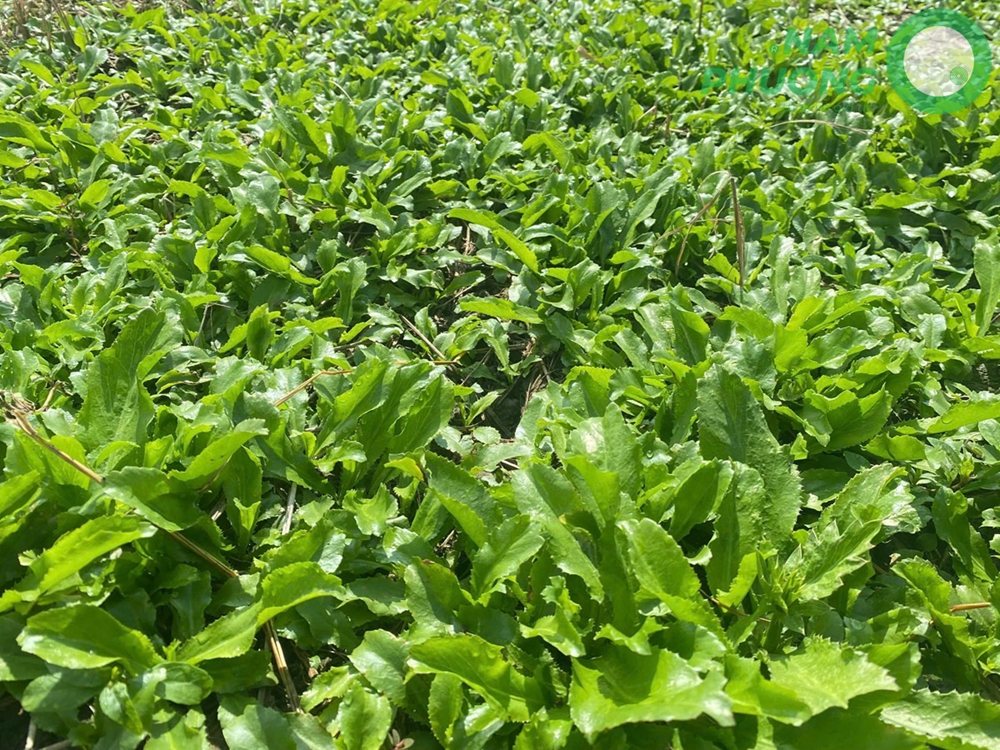 mo-hinh-trong-sinh-hoc-1-500m2-giai-doan-sau-50-ngay-gieo-hat-1