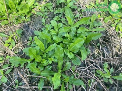 mo-hinh-trong-sinh-hoc-1-500m2-giai-doan-sau-50-ngay-gieo-hat-2