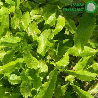 mo-hinh-trong-sinh-hoc-1-500m2-giai-doan-sau-50-ngay-gieo-hat-3