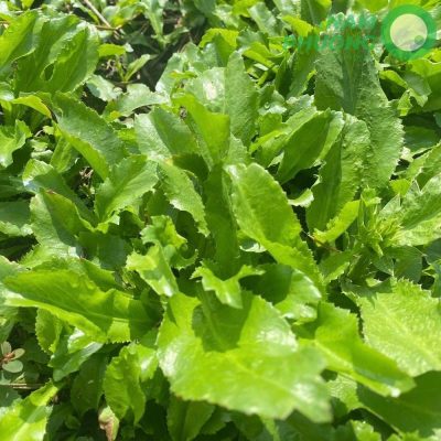 mo-hinh-trong-sinh-hoc-1-500m2-giai-doan-sau-50-ngay-gieo-hat-4