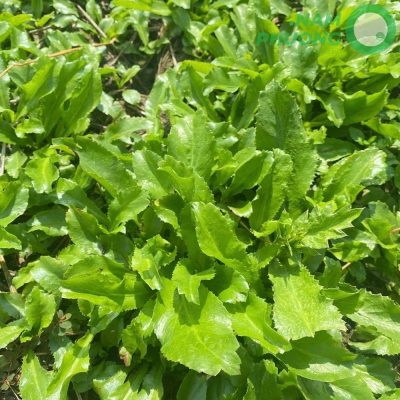 mo-hinh-trong-sinh-hoc-1-500m2-giai-doan-sau-50-ngay-gieo-hat-5