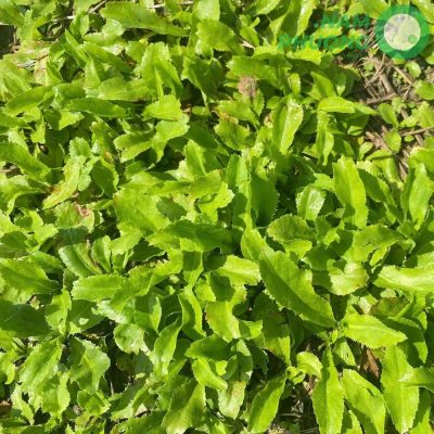 mo-hinh-trong-sinh-hoc-1-500m2-giai-doan-sau-50-ngay-gieo-hat-6