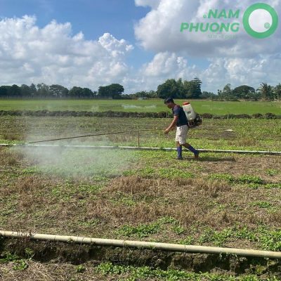 mo-hinh-trong-sinh-hoc-1-500m2-giai-doan-sau-50-ngay-gieo-hat-7