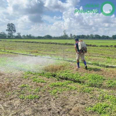 mo-hinh-trong-sinh-hoc-1-500m2-giai-doan-sau-50-ngay-gieo-hat-8