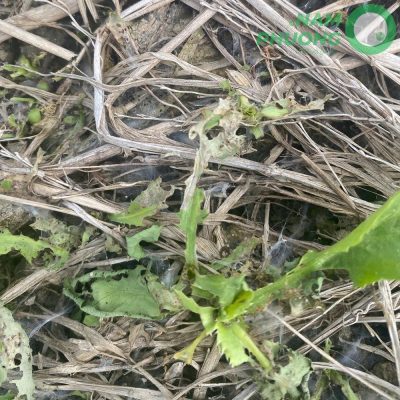 mo-hinh-trong-sinh-hoc-1-500m²-giai-doan-sau-36-ngay-gieo-hat-2