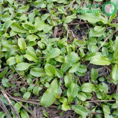 mo-hinh-trong-sinh-hoc-1-500m²-giai-doan-sau-36-ngay-gieo-hat-3