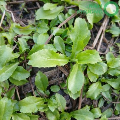 mo-hinh-trong-sinh-hoc-1-500m²-giai-doan-sau-36-ngay-gieo-hat-5