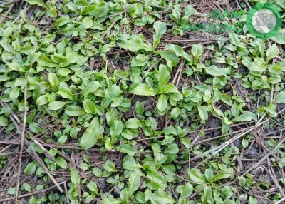 mo-hinh-trong-sinh-hoc-1-500m²-giai-doan-sau-36-ngay-gieo-hat-6