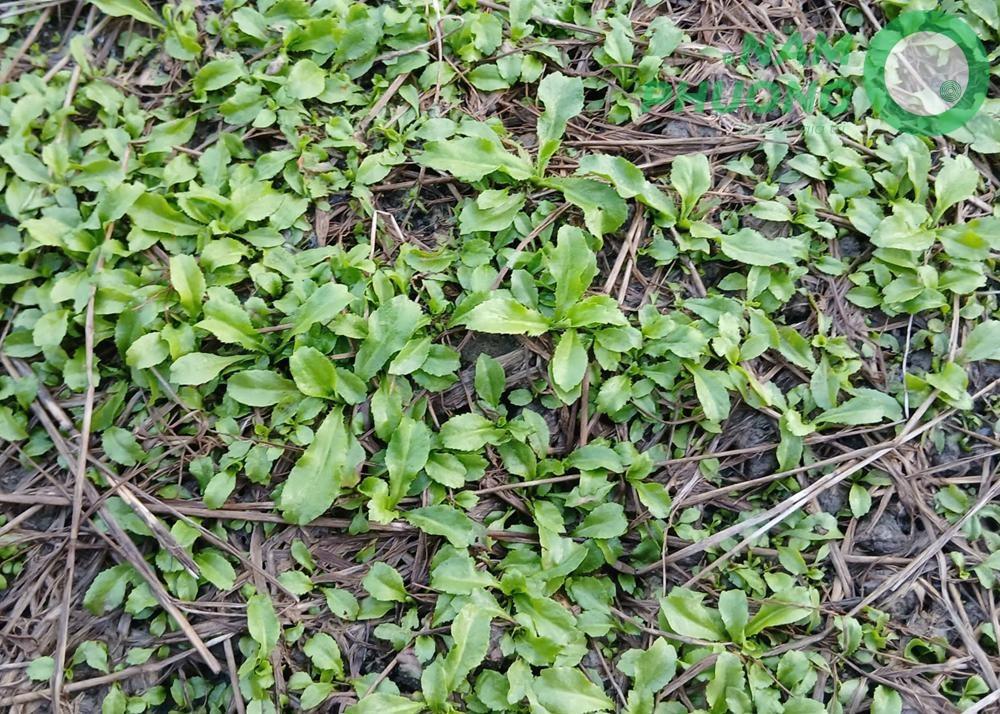 mo-hinh-trong-sinh-hoc-1-500m²-giai-doan-sau-36-ngay-gieo-hat-6