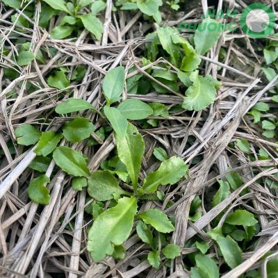 mo-hinh-trong-sinh-hoc-1-500m²-tai-an-giang-giai-doan-sau-29-ngay-gieo-hat-1