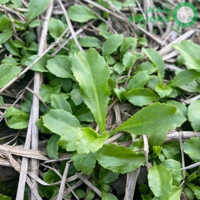 mo-hinh-trong-sinh-hoc-1-500m²-tai-an-giang-giai-doan-sau-29-ngay-gieo-hat-2