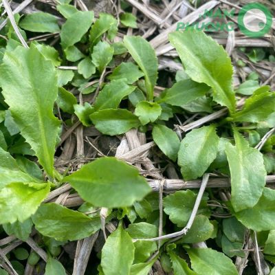 mo-hinh-trong-sinh-hoc-1-500m²-tai-an-giang-giai-doan-sau-29-ngay-gieo-hat-3