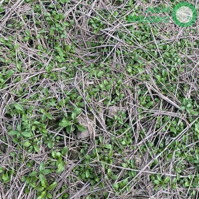 mo-hinh-trong-sinh-hoc-1-500m²-tai-an-giang-giai-doan-sau-29-ngay-gieo-hat-7